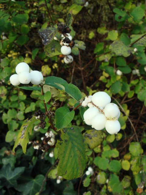 Symphoricarpos albus fruits
